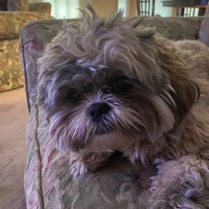 Meet your Posher, Stacey